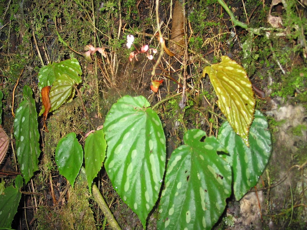 B. pendula